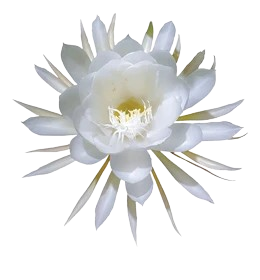 Floare decorativă