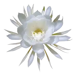 Floare decorativă
