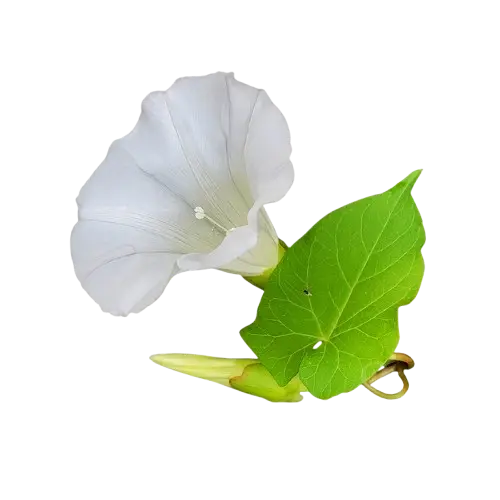 Floare decorativă