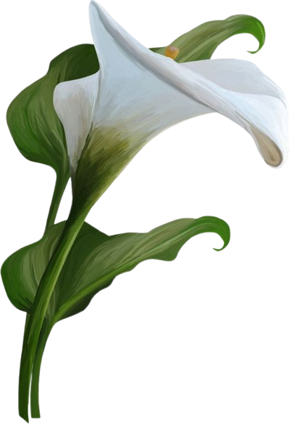 Floare decorativă