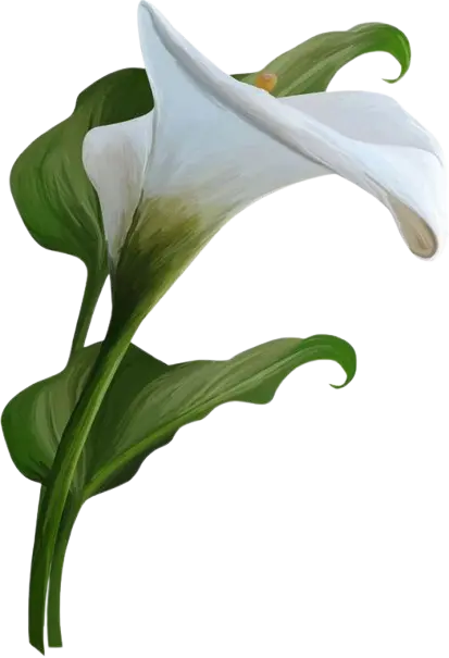 Floare decorativă