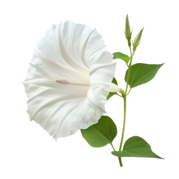 Floare decorativă