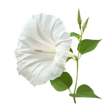 Floare decorativă